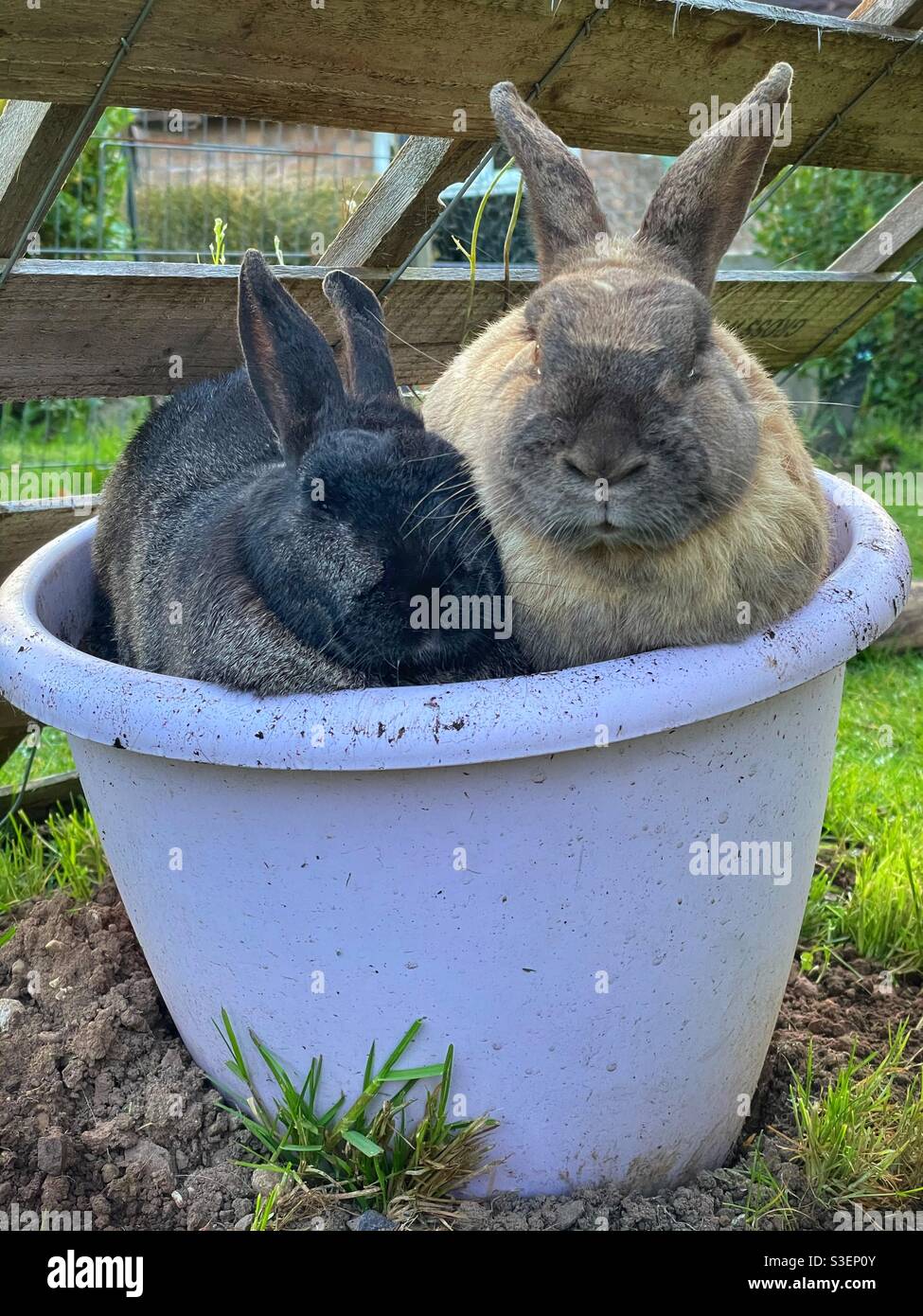 Deux lapins assis dans un pot de fleur en plastique dans un jardin. Banque D'Images