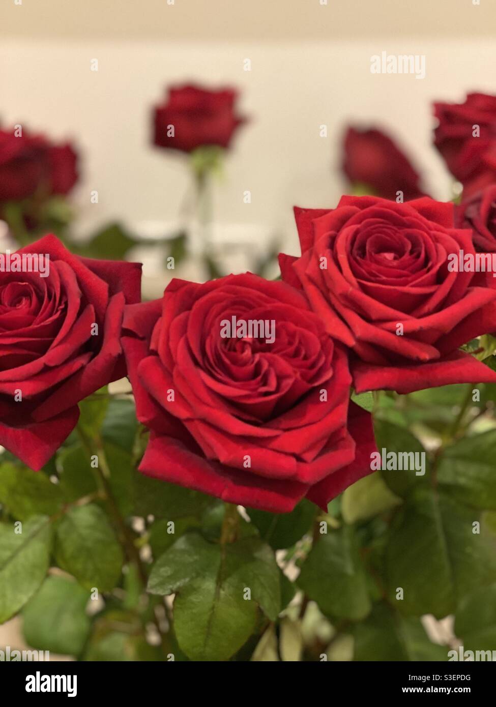 Roses pour l'amour éternel Photo Stock - Alamy