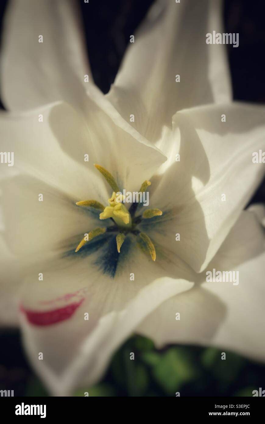 Gros plan d'une fleur de tulipe blanche en forme de nénuphar printemps en pleine floraison Banque D'Images