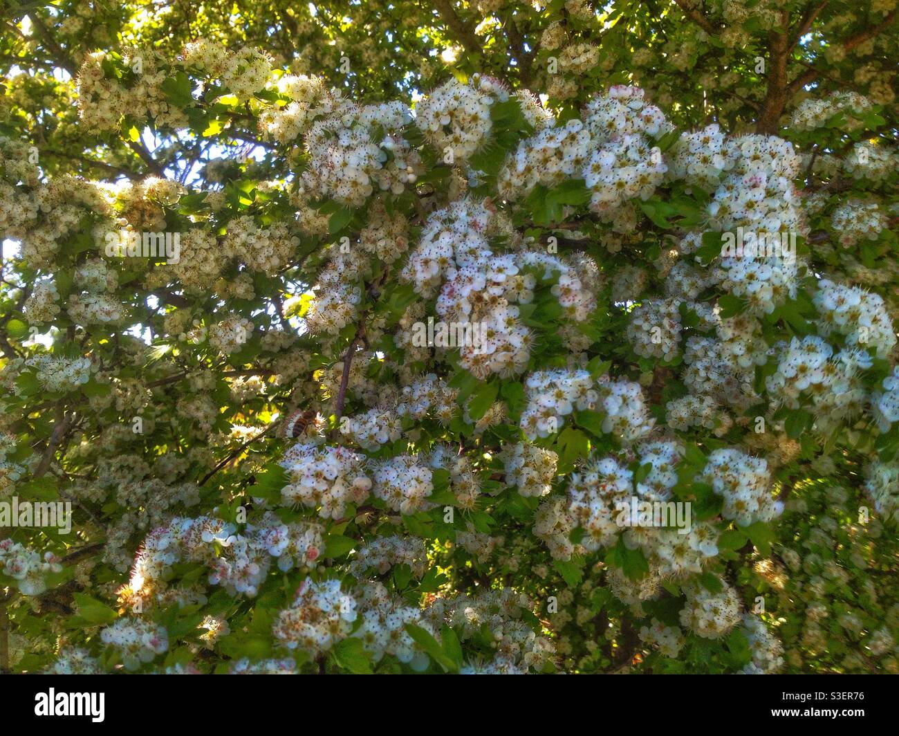 Un belliciste en pleine floraison Banque D'Images