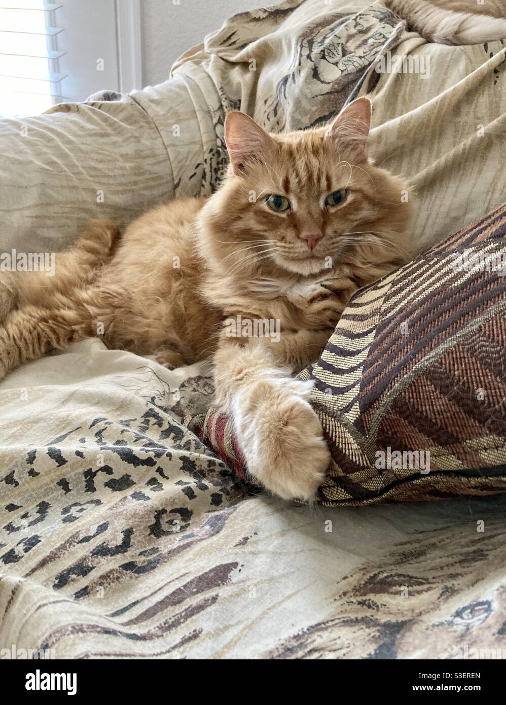 Grand chat orange allongé dans une chaise avec un oreiller Banque D'Images