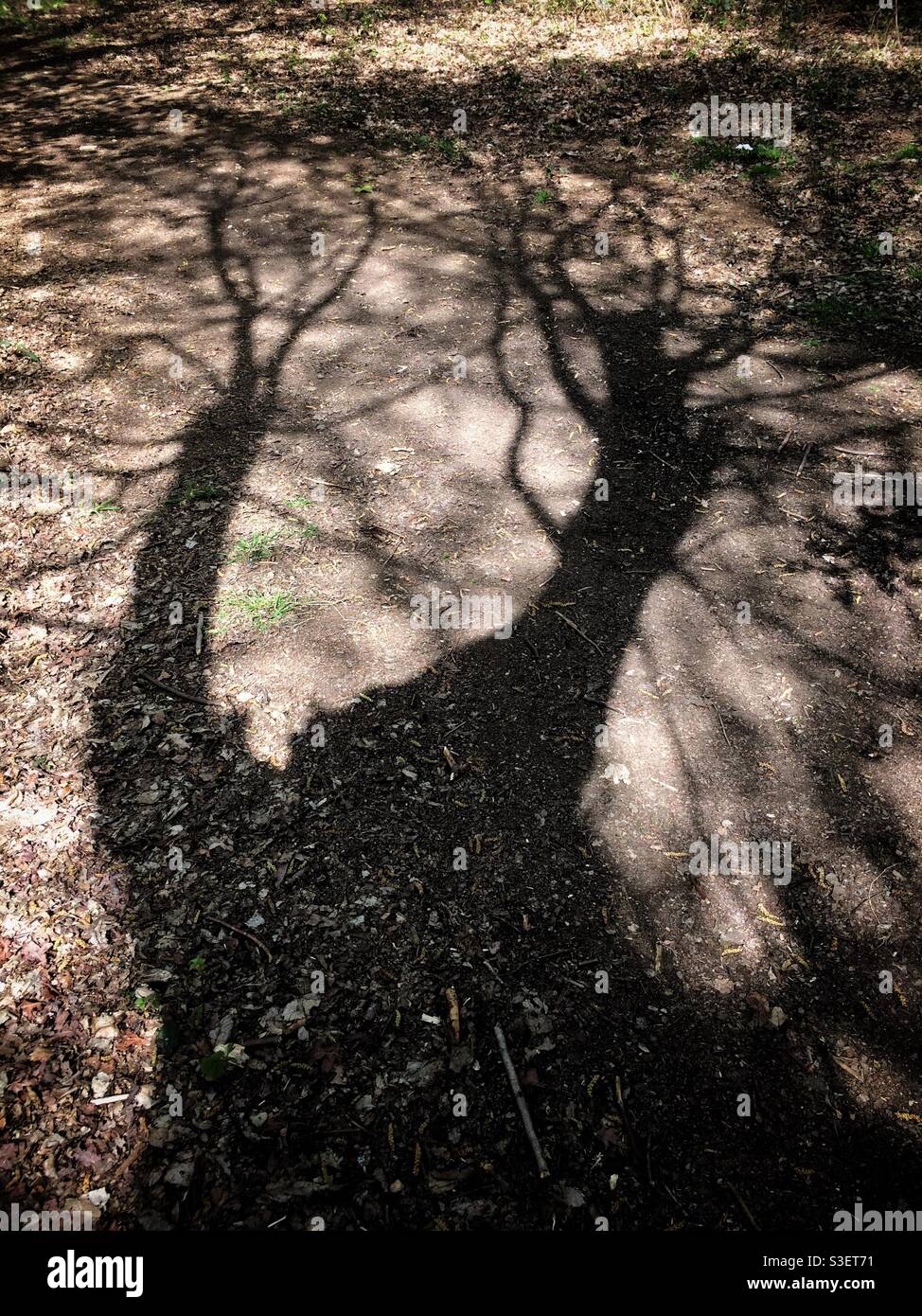 Ombre effrayante sur le sol des bois d'un pollué nu arbre avec un tronc double Banque D'Images