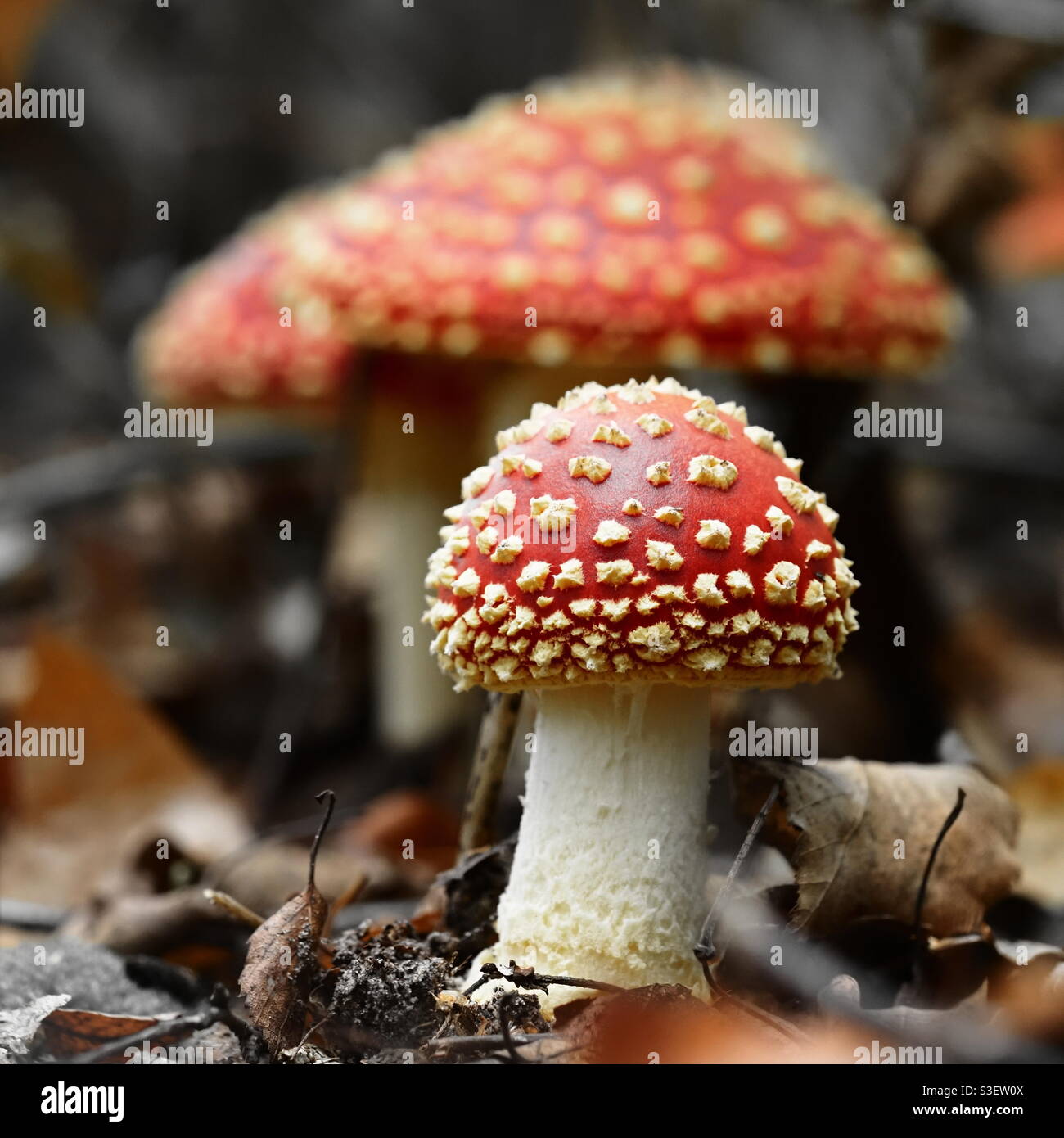Petit champignon agarique de mouche dans la forêt Banque D'Images