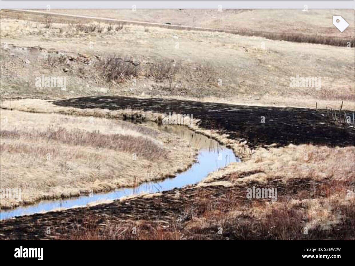 Après la brûlure, le feu d'herbe près, près de Calgary, Alberta, herbe sèche, Vents forts, Nose Creek Banque D'Images