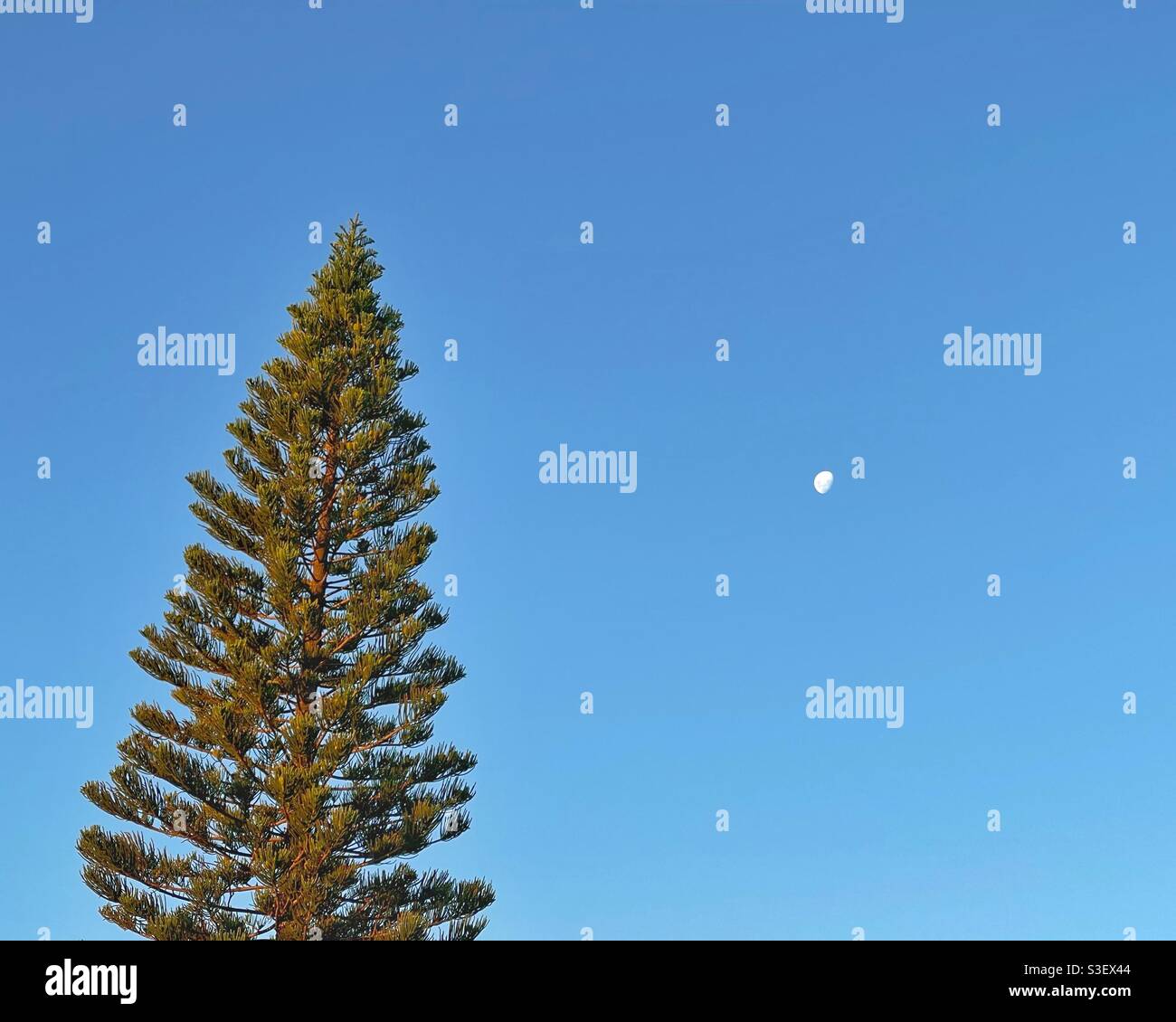 Le pin de l'île Norfolk (araucaria heterophylla) et la lune contre le ciel bleu à Margate Beach, Queensland, Australie Banque D'Images