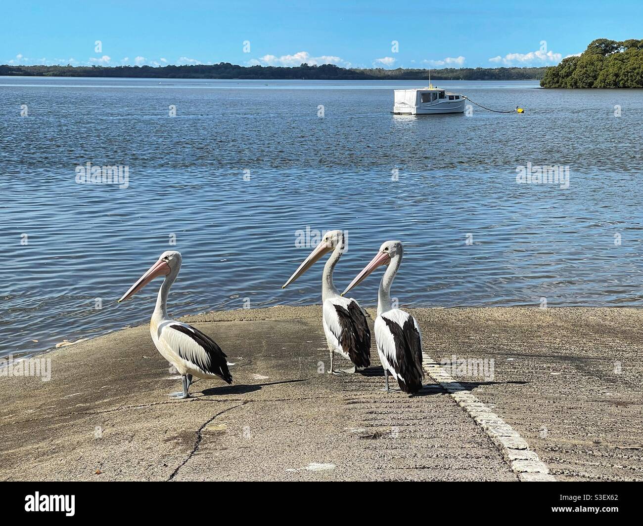 Trois pélicans australiens (Pelecanus oscillatus) sur la rampe d'accès pour bateaux de Donnybrook, qui donne sur le passage Pumicestone, Queensland, Australie - Image de stock capturée avec un smartphone