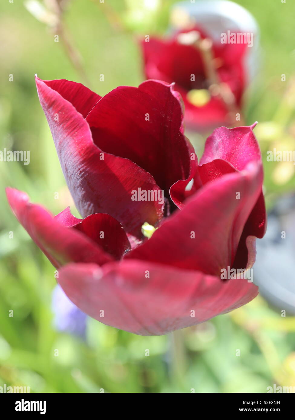 Rouge tulipe rouge au soleil Banque D'Images
