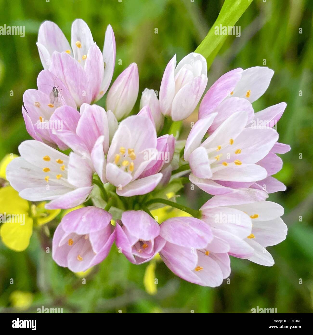 Allium roseum L (ail rose) Banque D'Images