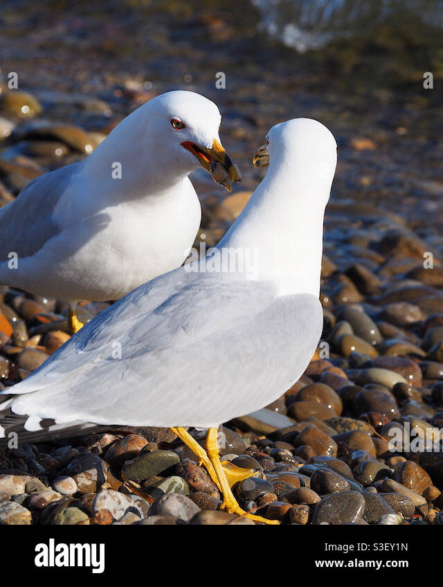 Deux mouettes debout sur des pierres au bord du lac. Banque D'Images