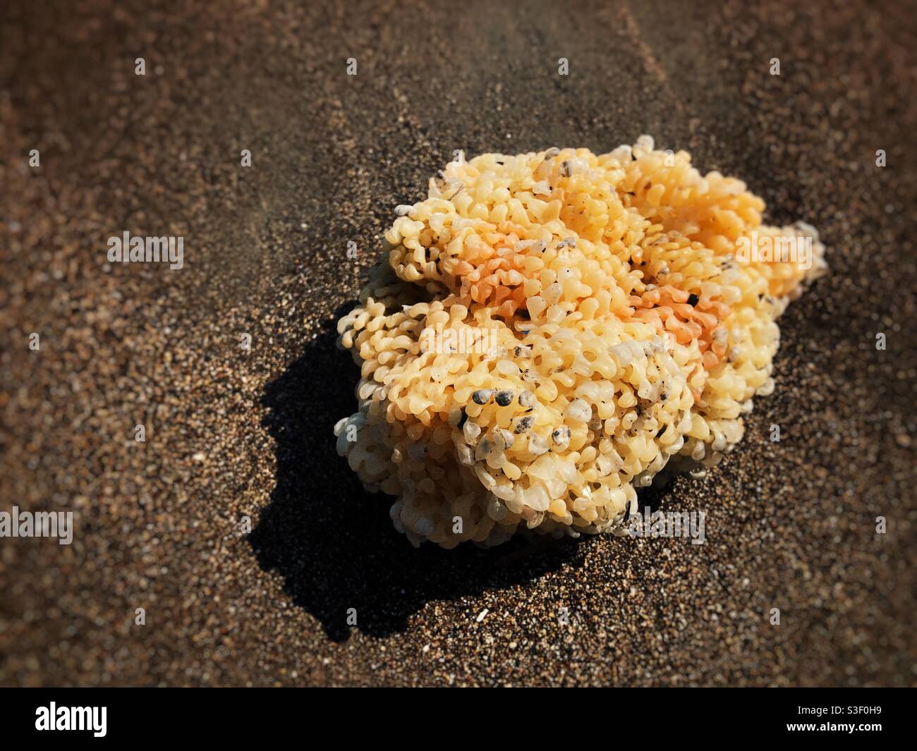 Corail trouvé sur la plage Banque D'Images