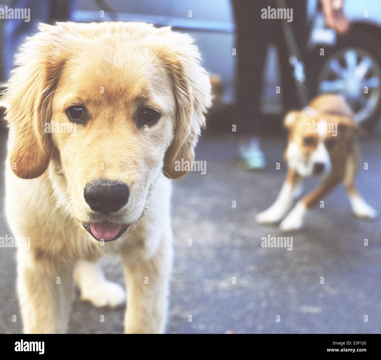 Chiots heureux - Image de stock capturée avec un smartphone