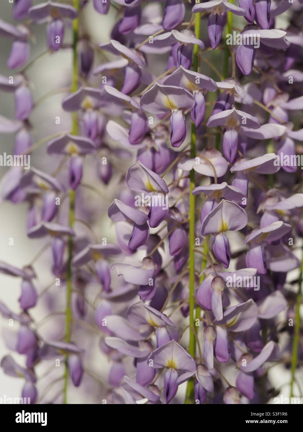 La wisteria a drapé sur une branche d'arbre d'où elle pousse au printemps. Banque D'Images