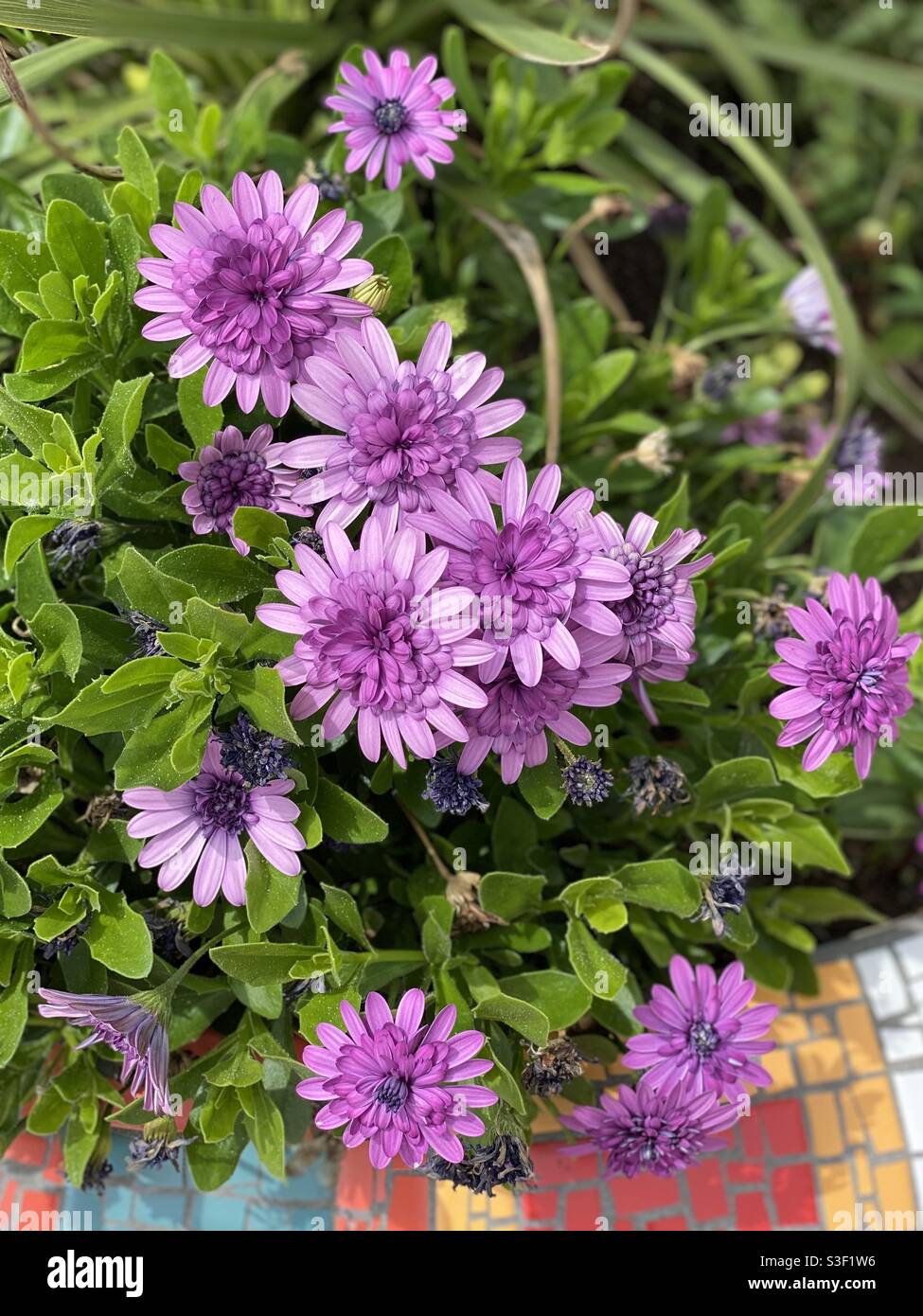 Fleurs violettes - Image de stock capturée avec un smartphone