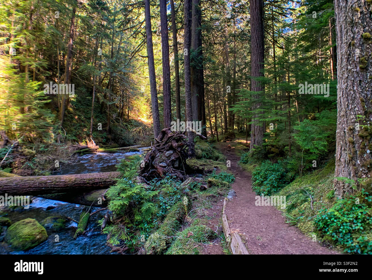 Lower Big Quilcene Trail, Washington Banque D'Images