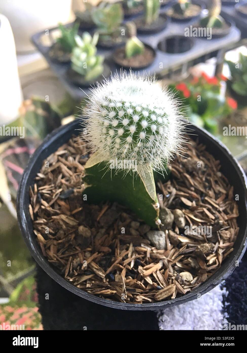 Cactus avec de nombreuses épines blanches en pot noir Photo Stock - Alamy