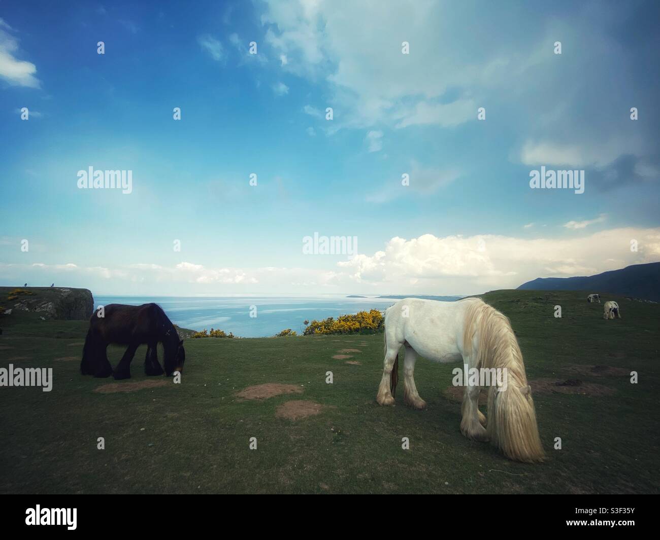 Une photographie de chevaux sauvages à la baie de Rhossili, sur la péninsule de Gower, au pays de Galles, au Royaume-Uni, le week-end des vacances de printemps - Image de stock capturée avec un smartphone