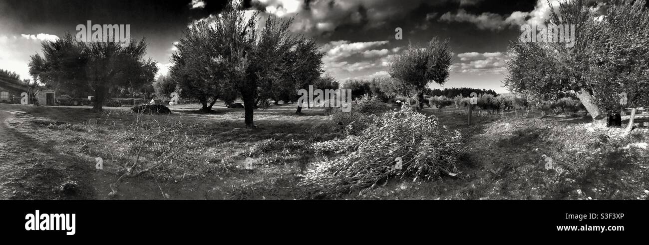 Tempête dans une oliveraie, Catalogne, Espagne. Banque D'Images