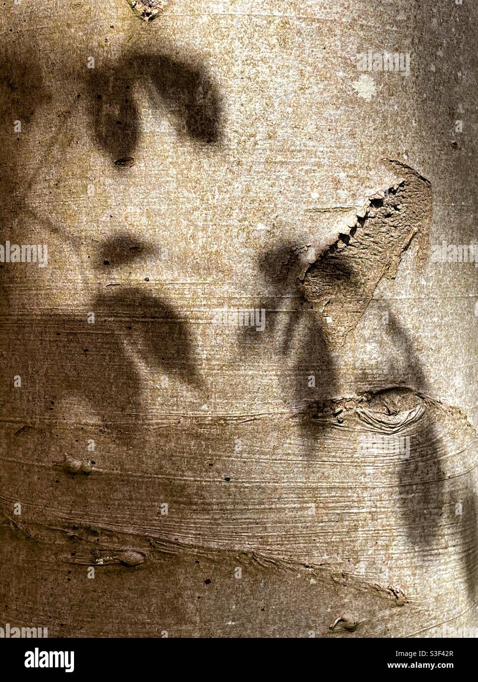 Ombres de feuilles de hêtre contre le tronc d'un arbre de hêtre. Banque D'Images