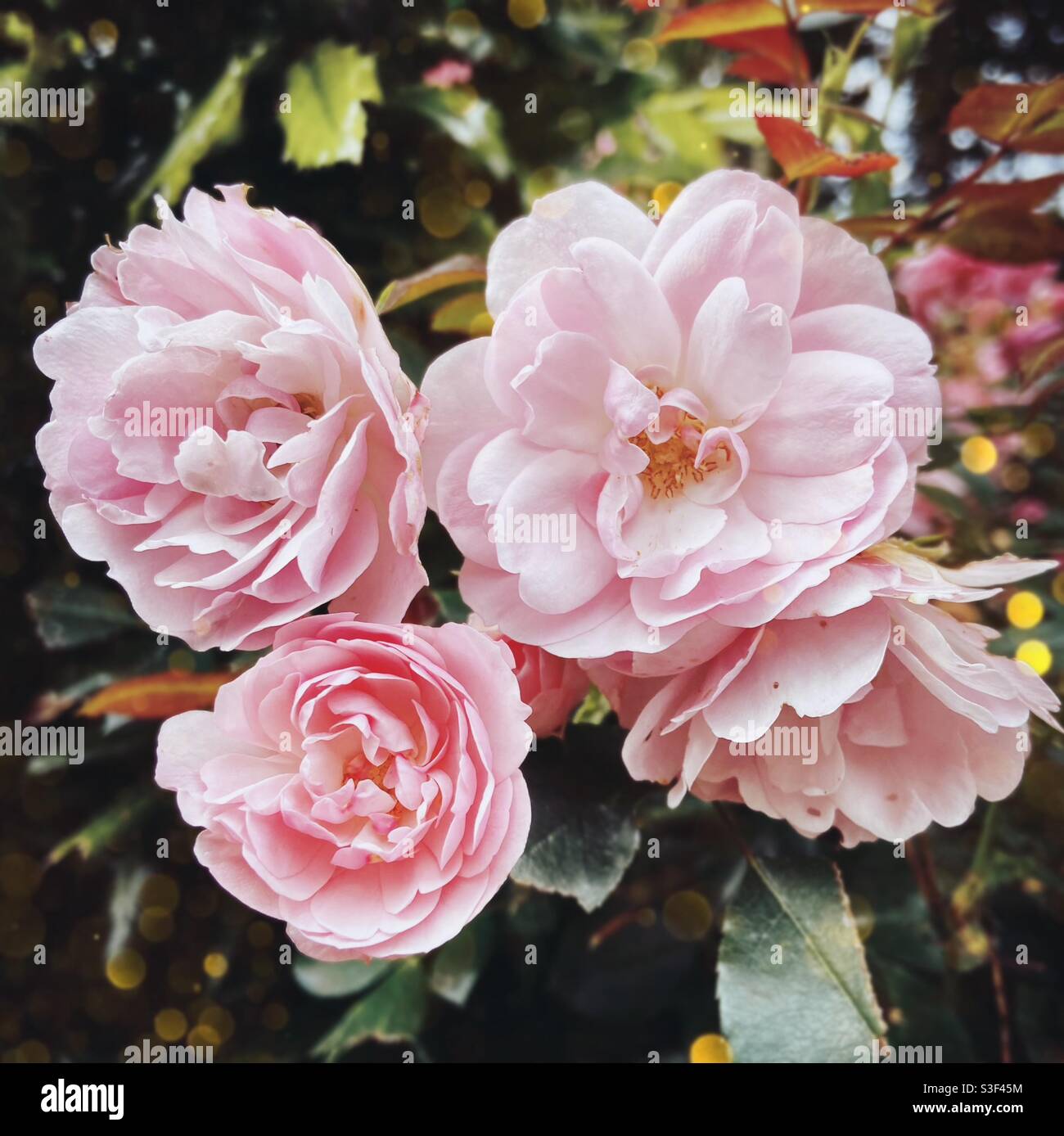 Quatre variétés de roses roses Banque D'Images