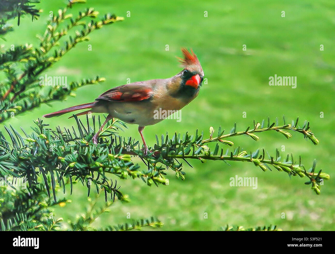 Cardinal femelle sur UNE branche Banque D'Images