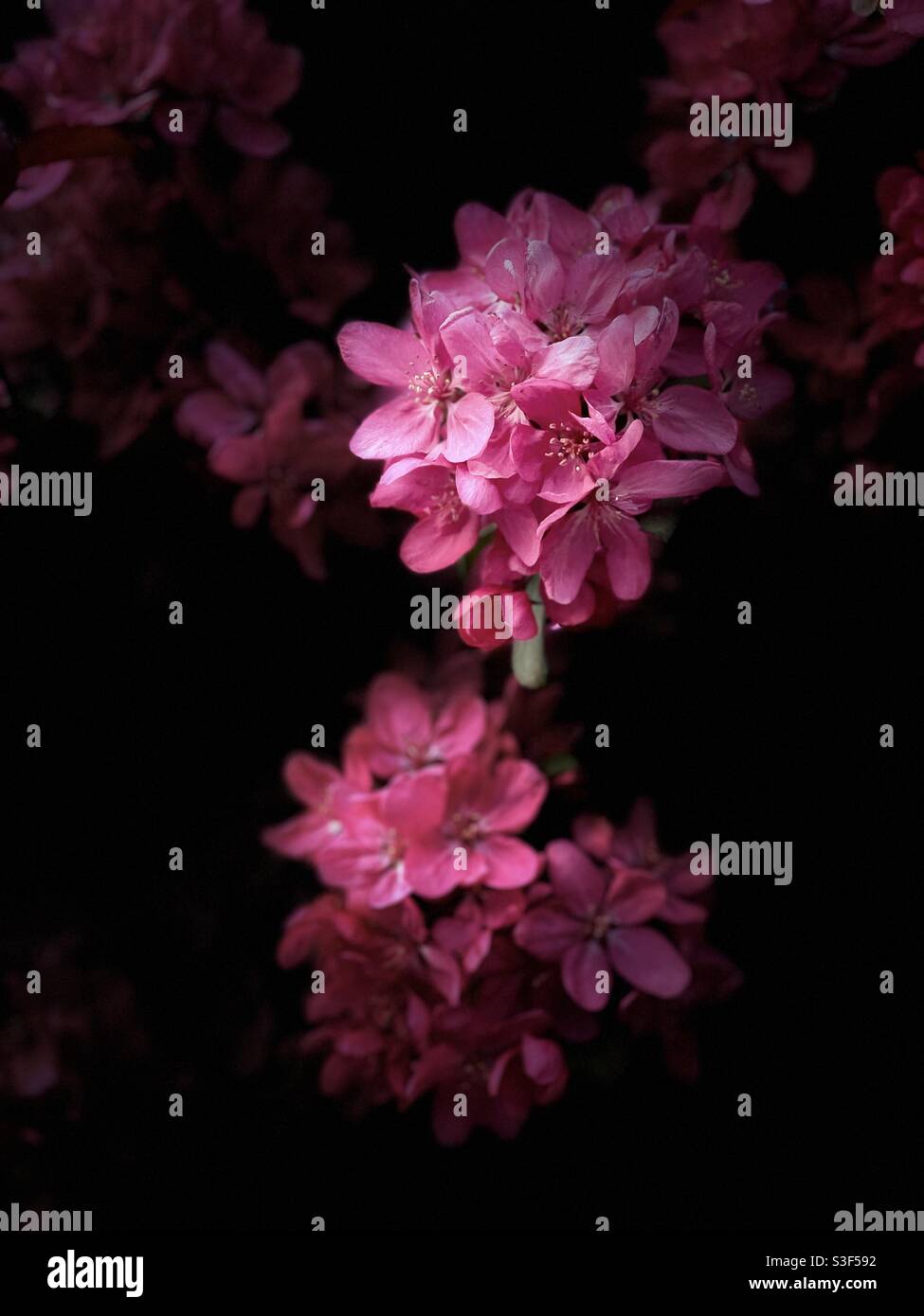 Cerisiers en fleurs Banque D'Images