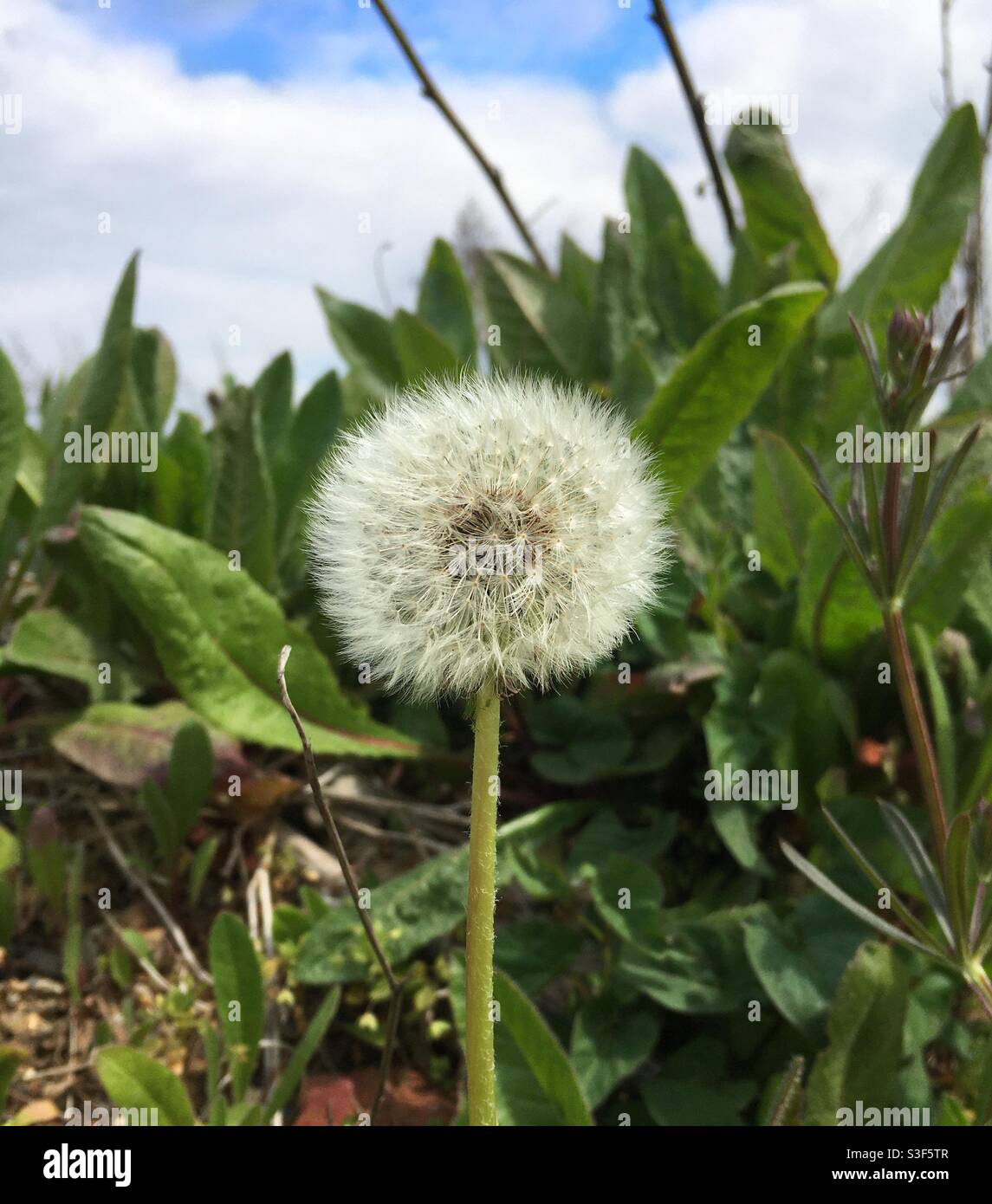 Une boule de pissenlit ou une tête de semis Banque D'Images