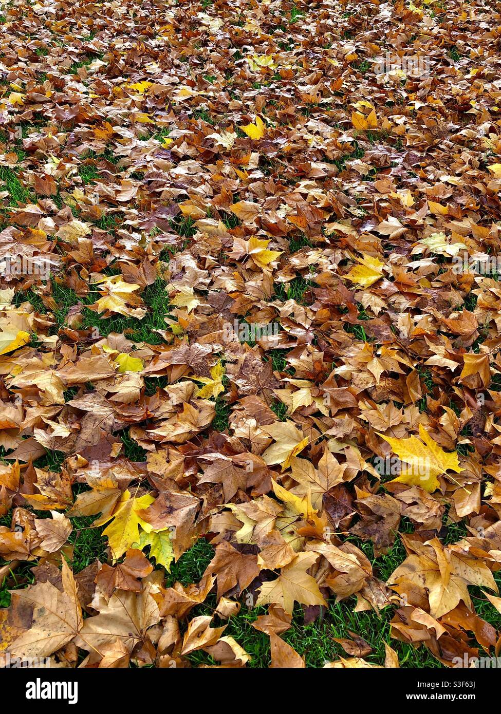 Feuilles d'arbre d'avion déchu en automne. - Image de stock capturée avec un smartphone
