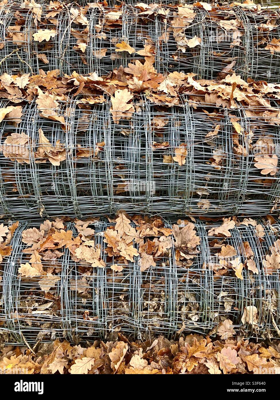 Rouleaux de filets et feuilles de chêne déchue. Banque D'Images