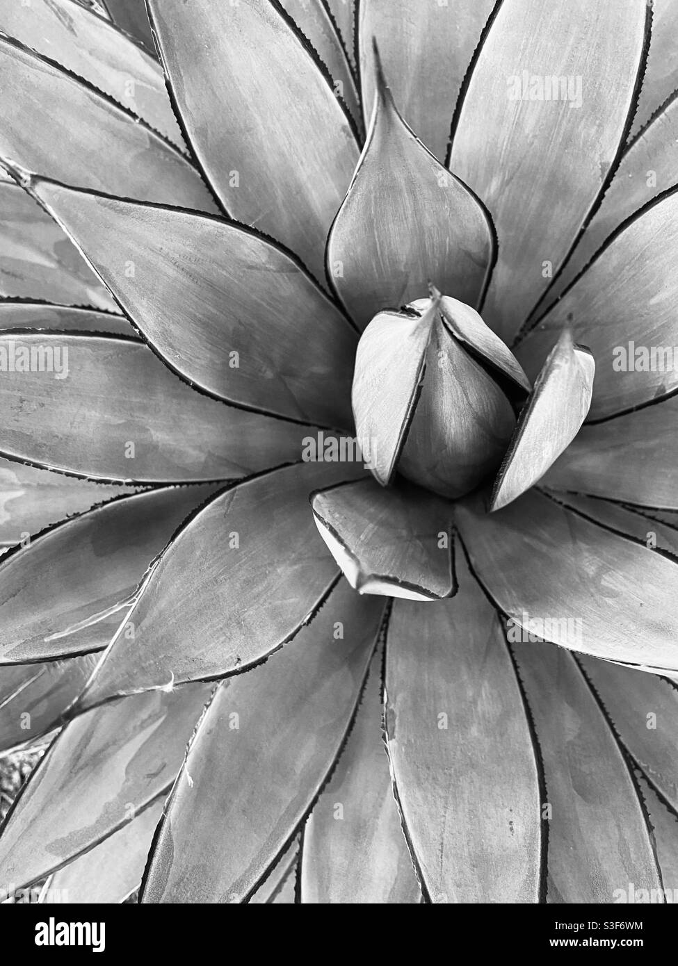 Détail Agave, en noir et blanc Banque D'Images
