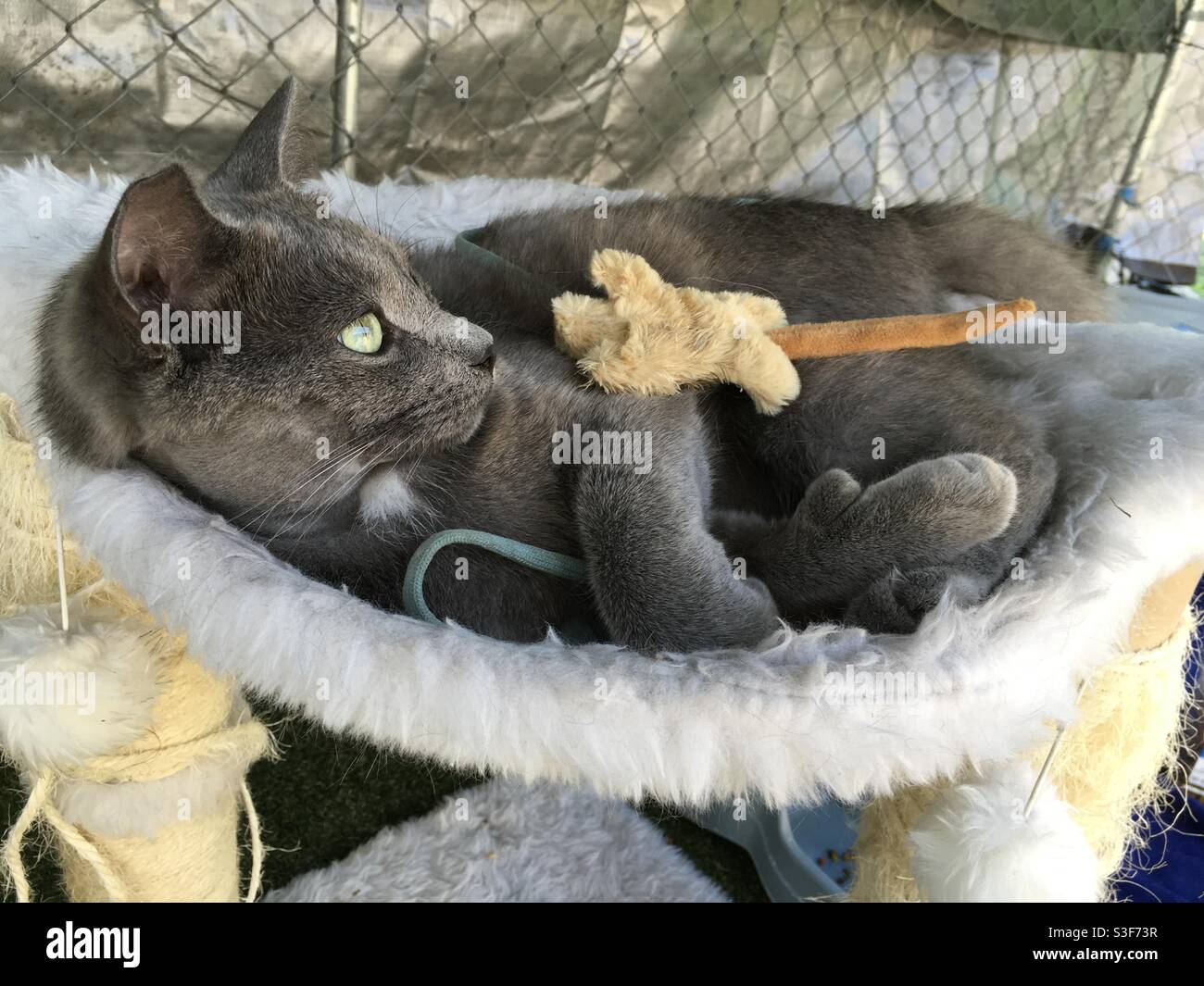 Chat Rase La Joue Apres La Guerison D Une Chirurgie Abces Photo Stock Alamy