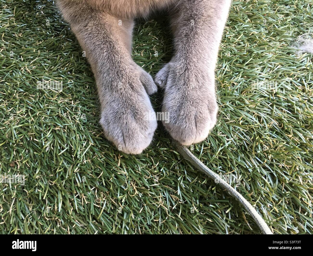 Pattes de chat en polydactyle, pattes de moufle, chat de pouce, orteils  supplémentaires avec ficelle Photo Stock - Alamy