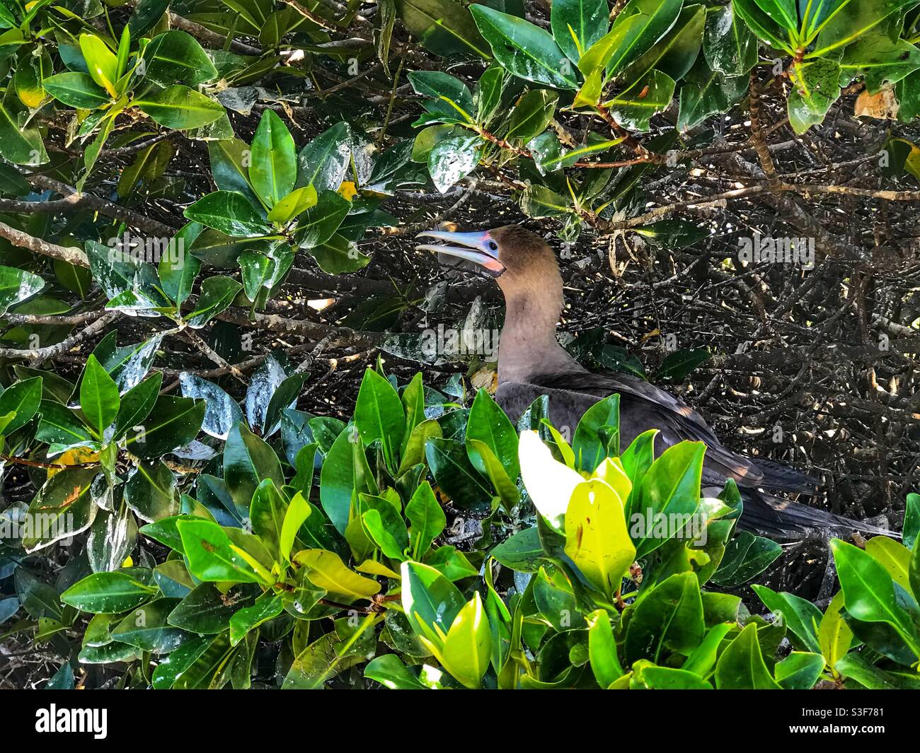 Huard à pieds rouges (Sula sula) nichant dans un arbre de l'île Genovesa dans les îles Galapagos, en Équateur - Image de stock capturée avec un smartphone