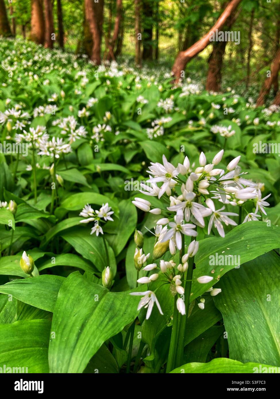 Fleurs d'ail sauvages / plantes d'ail sauvages (allium ursinum) également connu sous le nom d'ail à feuilles larges ou d'ail d'ours Banque D'Images