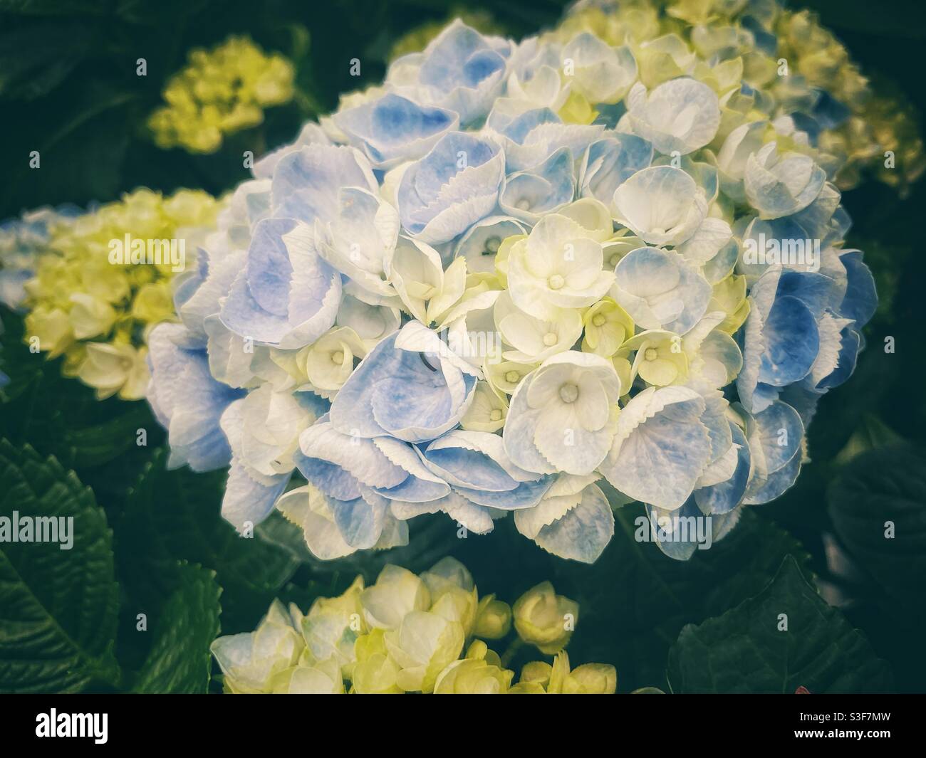 Gros plan d'une fleur d'hortensia bleue. Banque D'Images