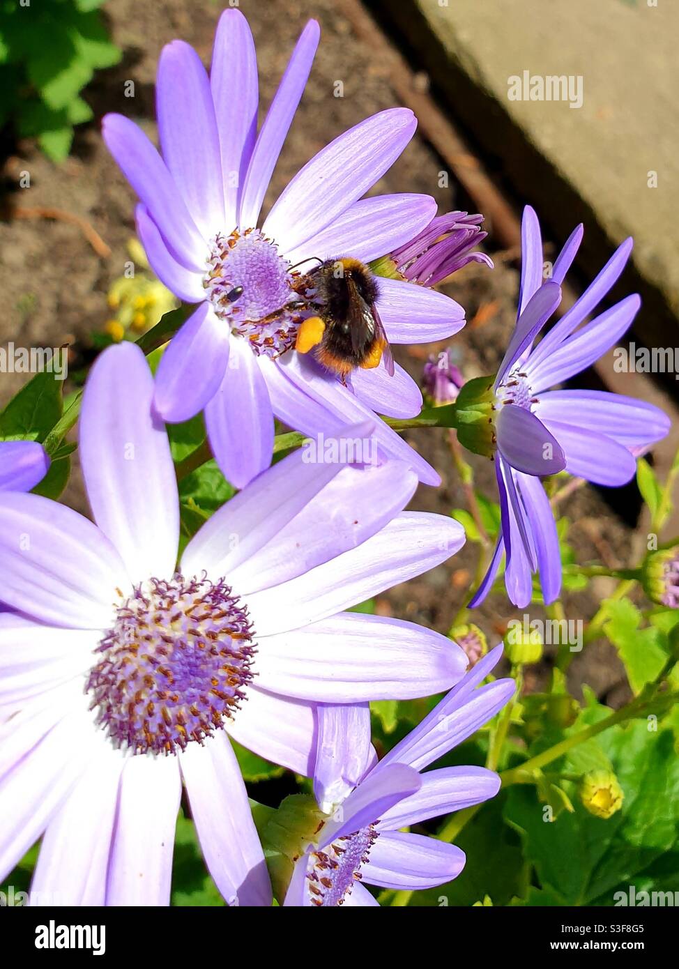 Bumblebee sur la fleur de jardin au printemps - Image de stock capturée avec un smartphone