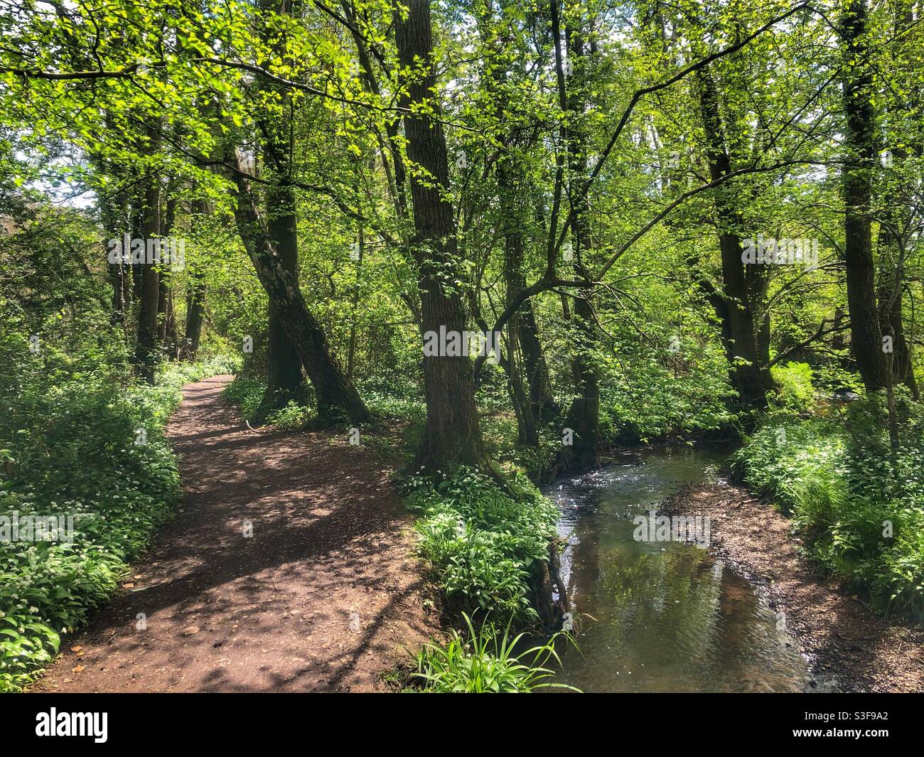 Fleurs d'ail sauvages bordant un sentier et un ruisseau dans le Hampshire ROYAUME-UNI - Image de stock capturée avec un smartphone