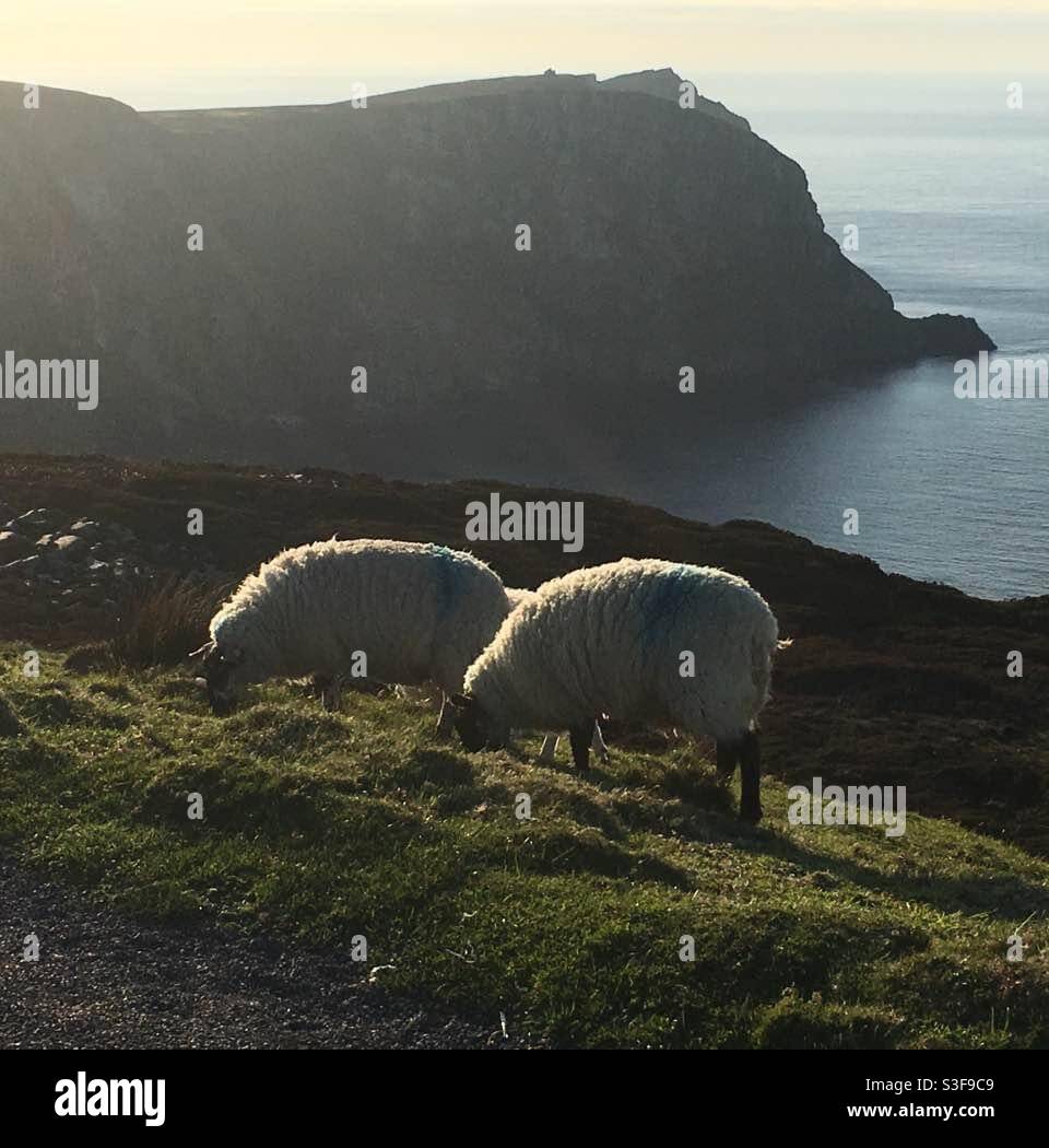 Rien de mer ici. Deux moutons sur la côte irlandaise. Banque D'Images