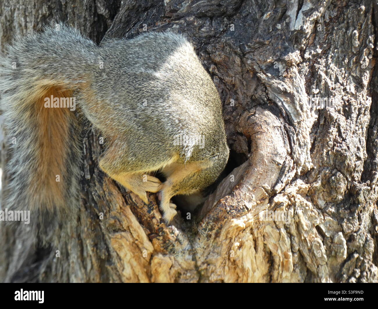 Écureuil avec tête dans un trou Banque D'Images