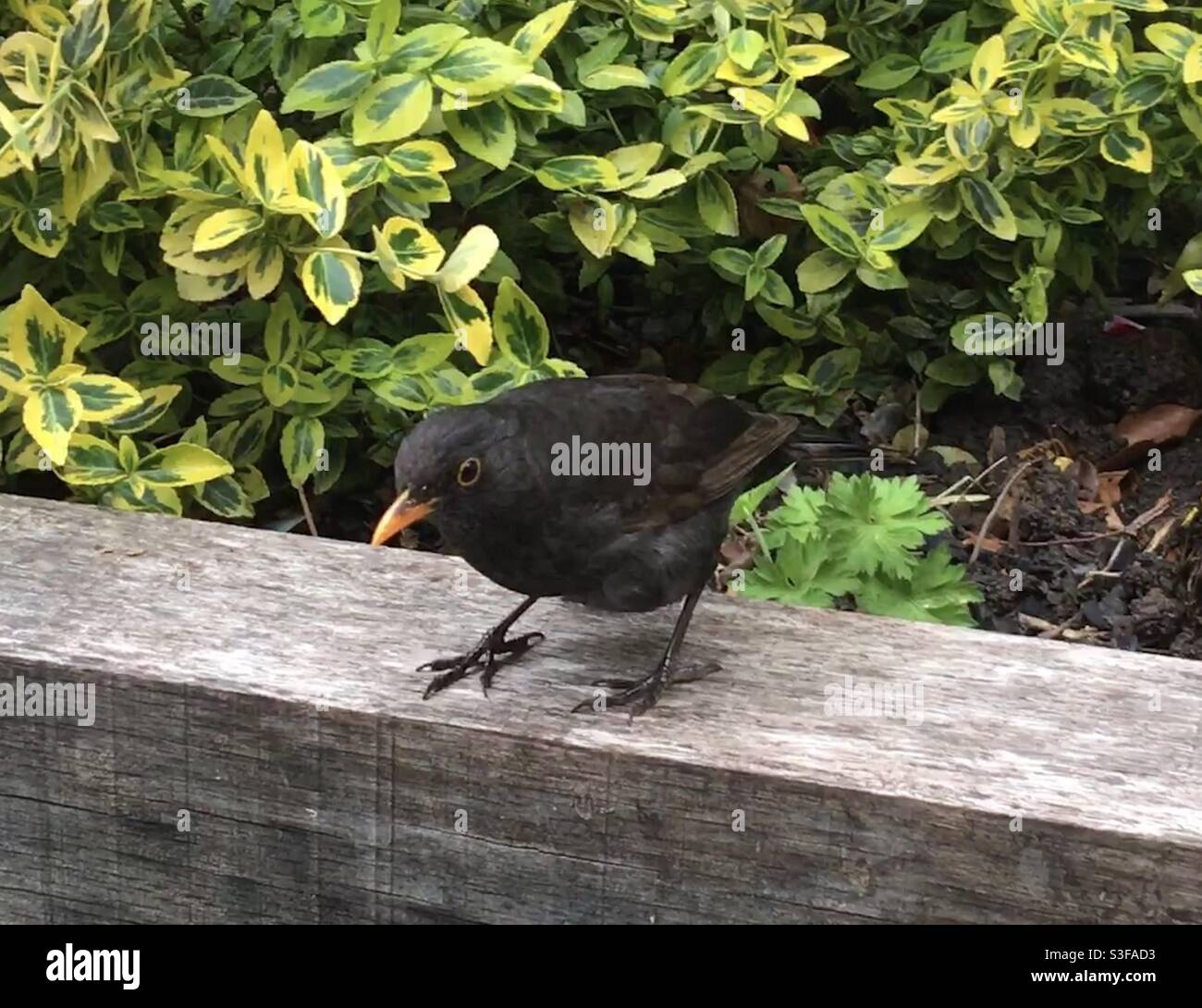 Blackbird payant une visite, gros plan, vue latérale Banque D'Images