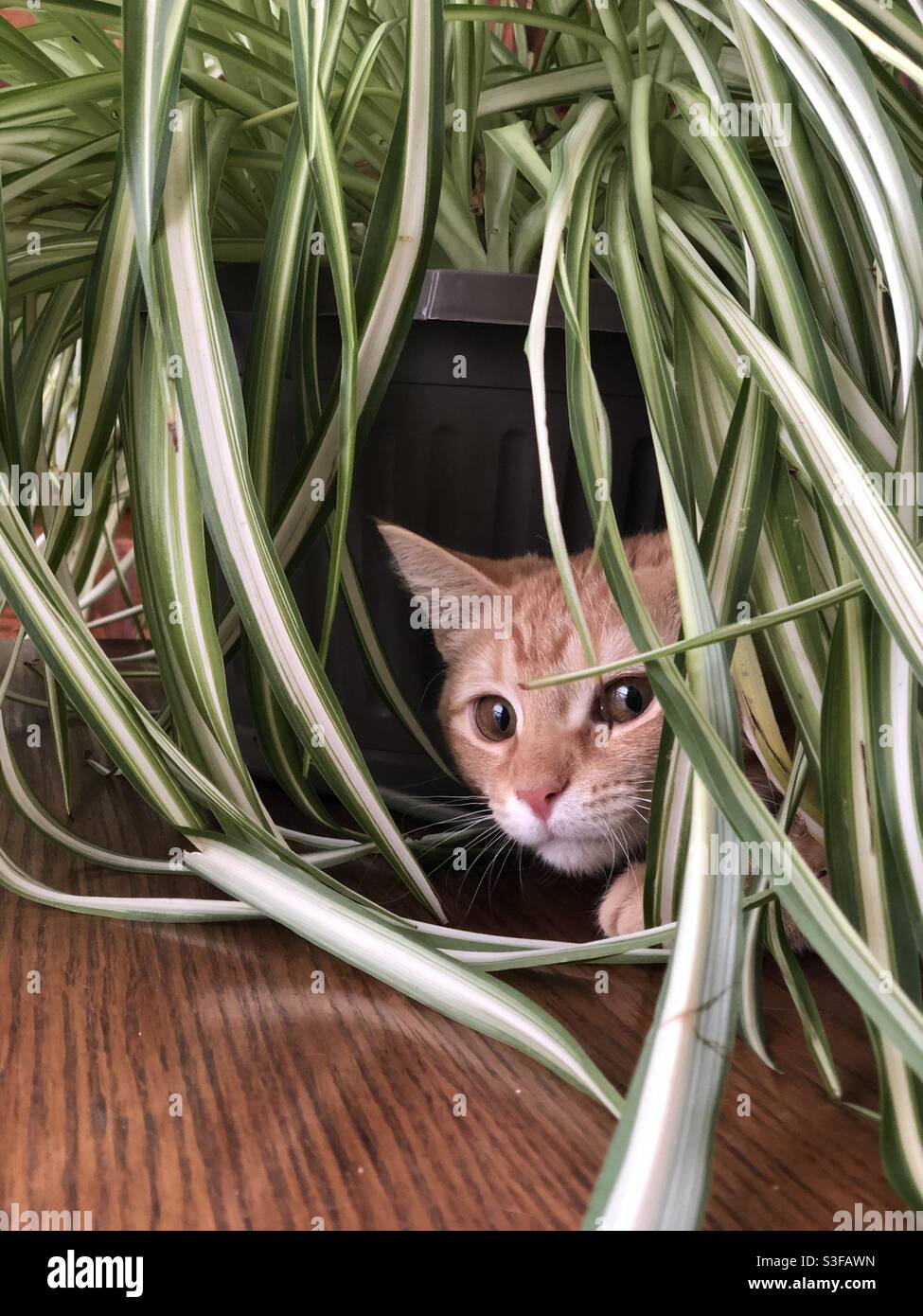 Kitty Corner Chat Tabby Orange Peaking Hors De Sous Une Plante D Araignee En Pot Photo Stock Alamy Kitty Corner Chat Tabby Orange Peaking Hors De Sous Une Plante D Araignee En Pot Photo Stock Alamy