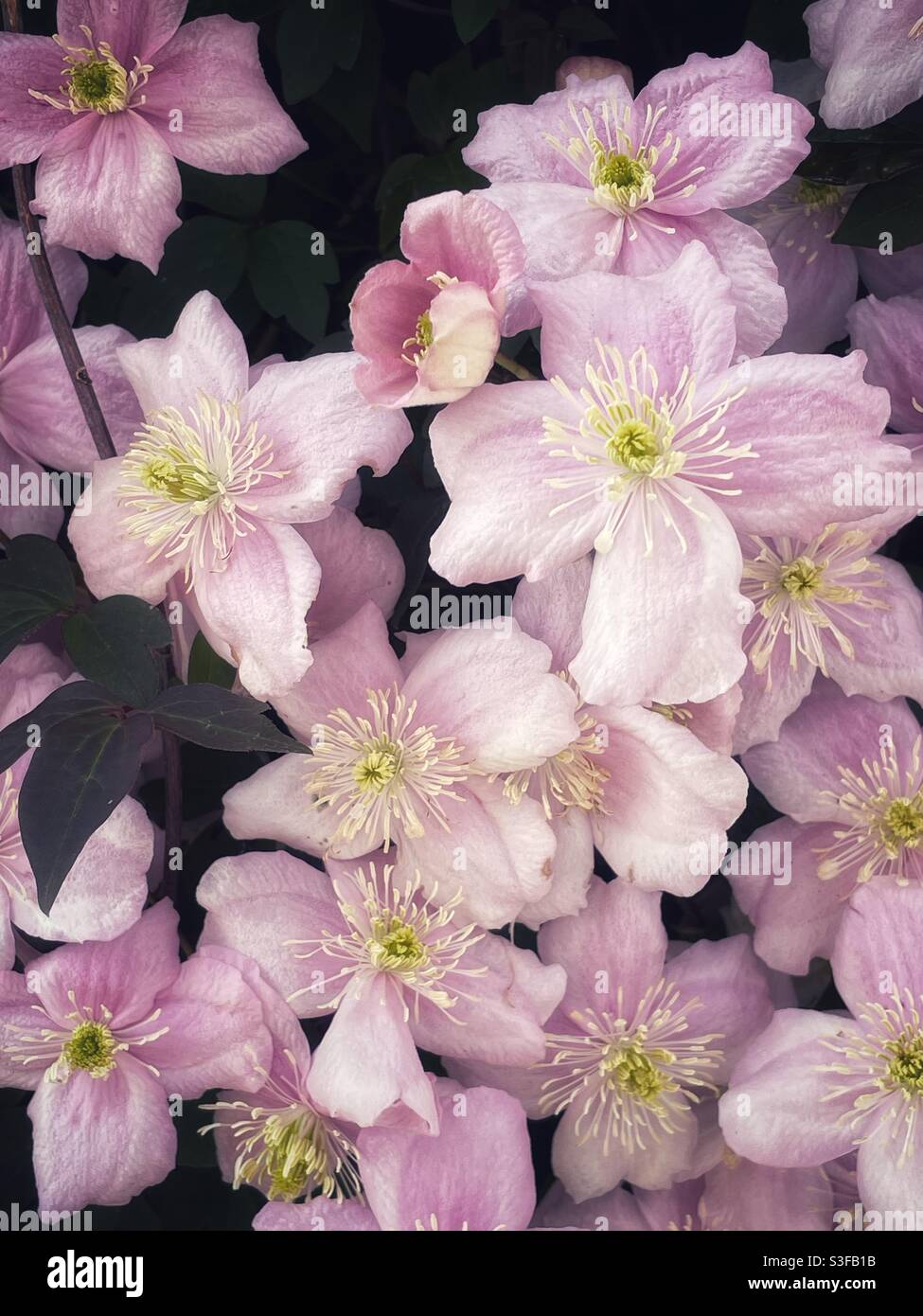 Fleurs de Clematis, mai. - Image de stock capturée avec un smartphone