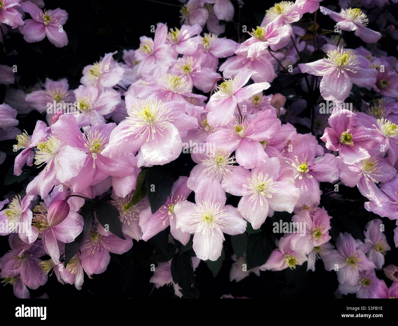 Clematis fleurit dans un jardin, mai. - Image de stock capturée avec un smartphone