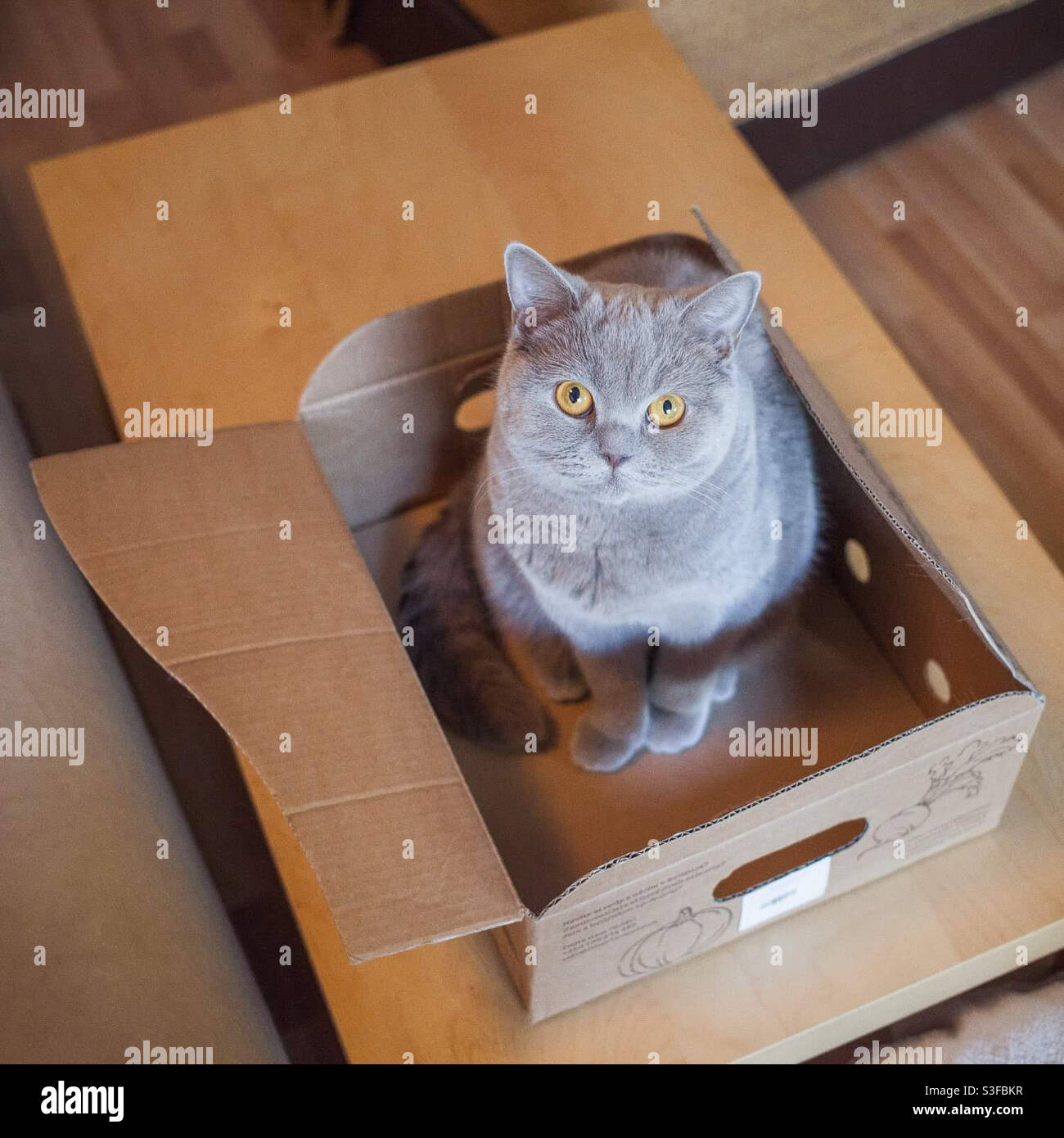 Chat dans la boite