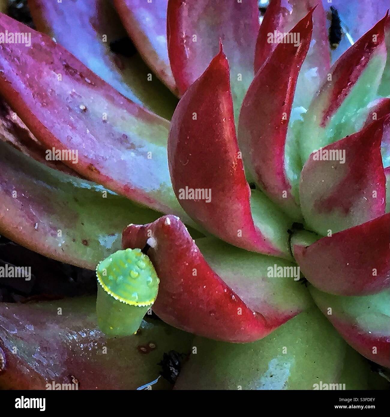 Gros plan d'un papillon de la Reine chrysalide suspendu d'un écheveria succulent. Banque D'Images