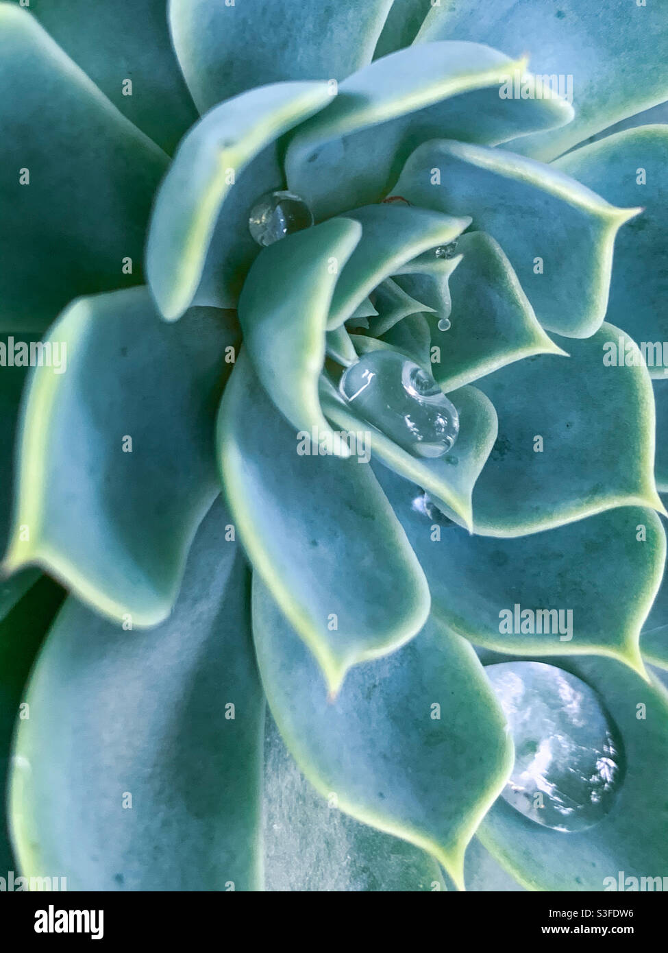 Macro de rosace de plante verte bleue Echeveria succulente avec de grandes gouttelettes d'eau chatoyantes capturées dans les pétales Banque D'Images