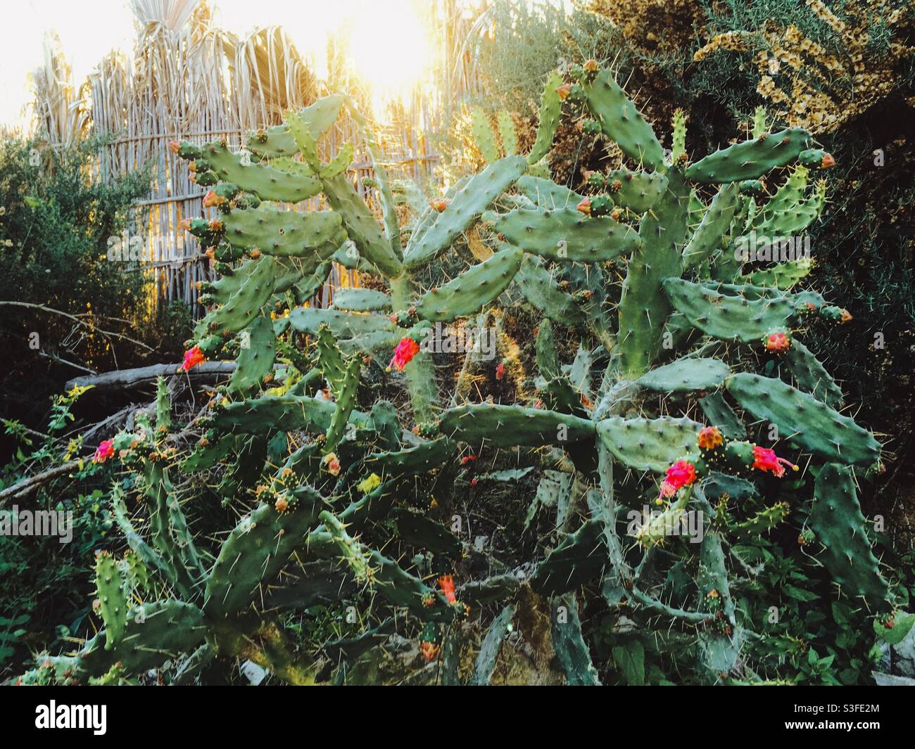 Cactus fleuris marocains surcultivés Banque D'Images