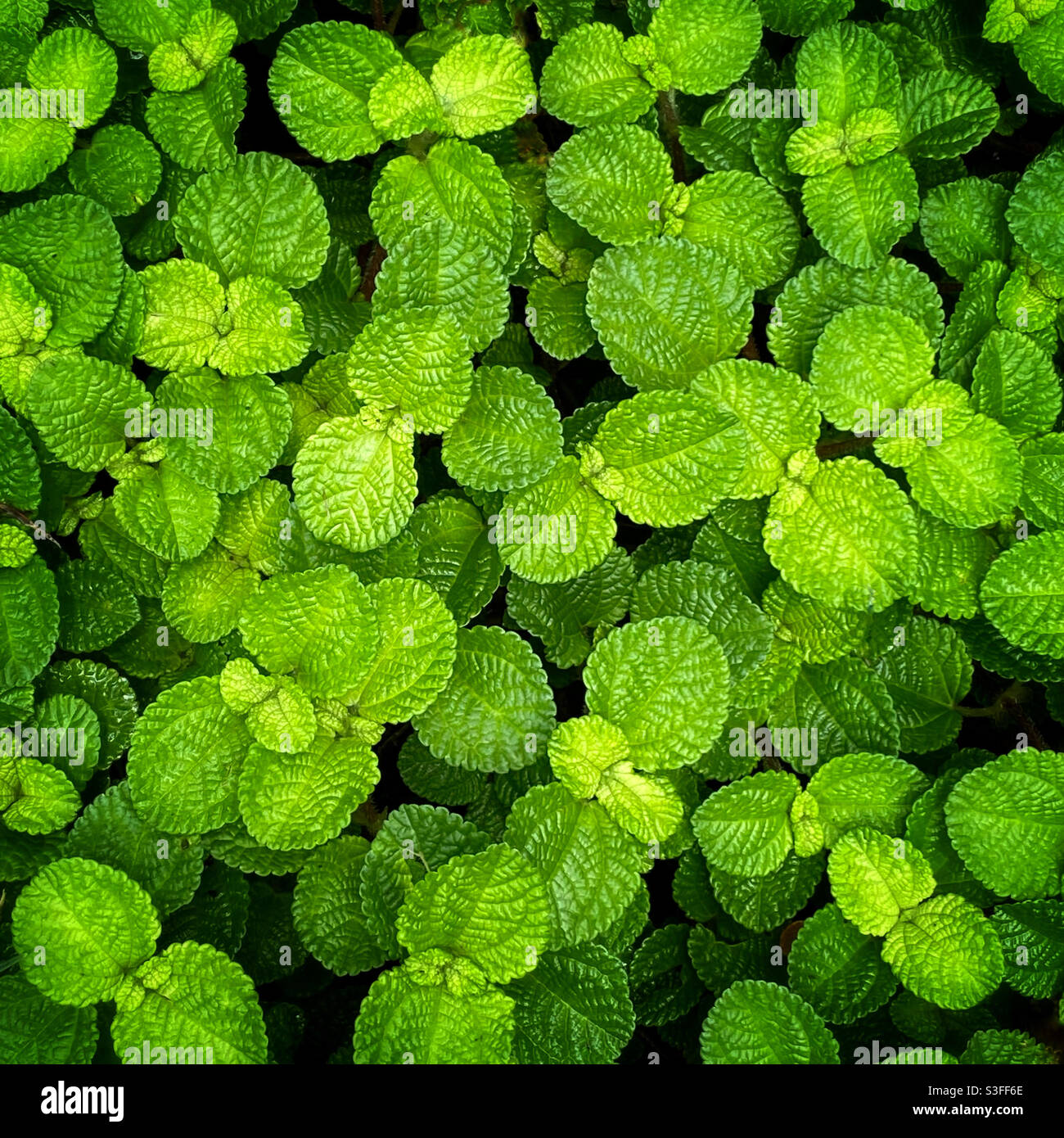 Gros plan de Panamiga Pilea involucrata, l'usine de l'amitié, couverture de sol Banque D'Images