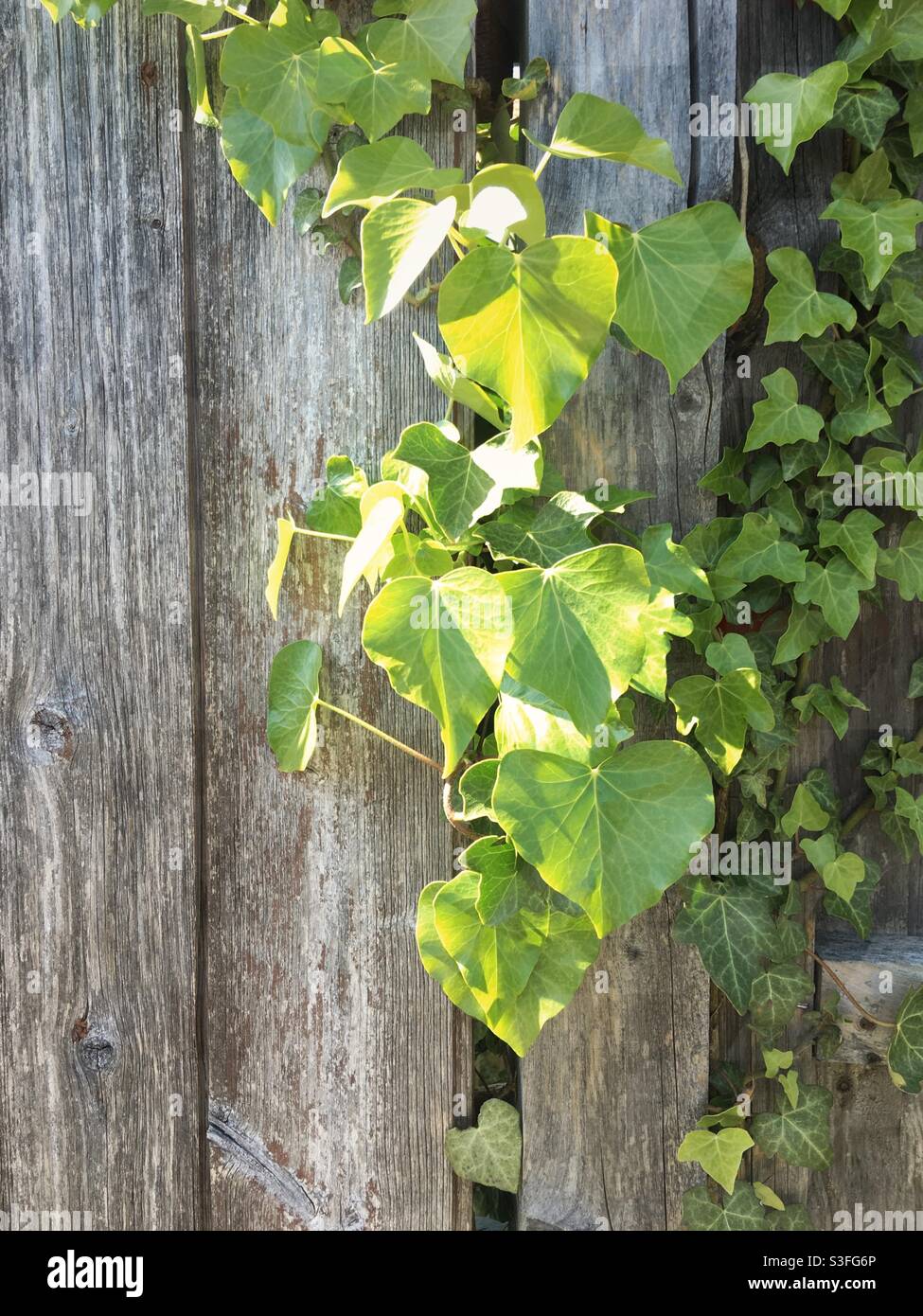 Lumière du soleil sur les feuilles de plantes de lierre poussant sur un clôture en bois Banque D'Images