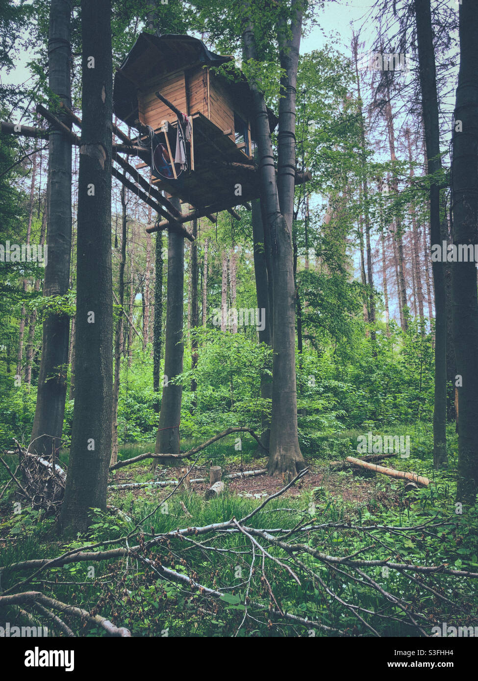 maison d'arbre dans la forêt de hambach Banque D'Images