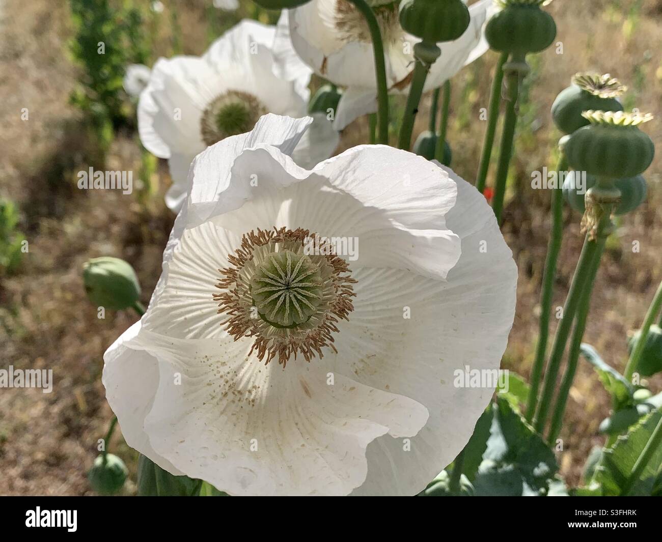 Coquelicot blanc par temps ensoleillé, papaver somniferum dans le champ de  Tolède Photo Stock - Alamy